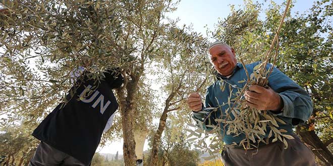 UNRWA y los campesinos, de la mano en la recolecta de la cosecha de los olivos en Cisjordania