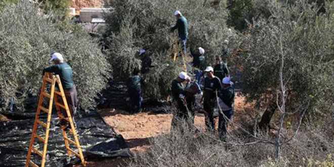 Ayudando a los agricultores de Al Walaja (Cisjordania) en la recogida de la aceituna de los olivos palestinos