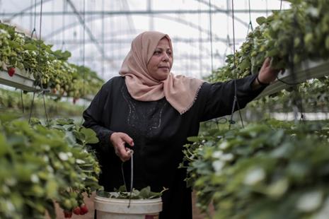 Programa de Creación de Empleo de UNRWA: ingresos y dignidad para los refugiados de Palestina