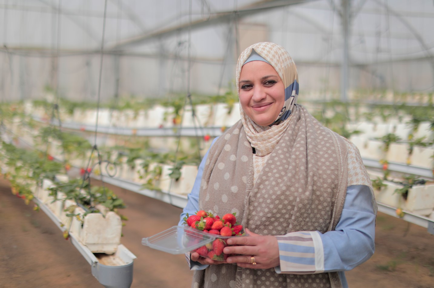 Un futuro más dulce: Apoyo al cultivo sostenible de fresas en Gaza 